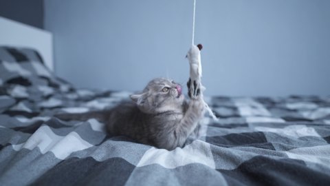 Cat kid playing at home. Animal babies. Pets love. British shorthair cat, cute kitten playing with toy on bed at home. Beautiful purebred cat of Scottish breed plays with kitty toy on string.