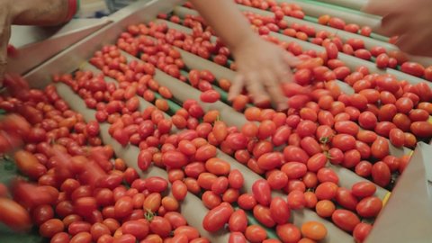 
Hands select and sort the cherry tomatoes on the production line