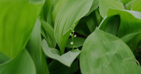 leaves and flowers of lilies of the valley in spring close-up