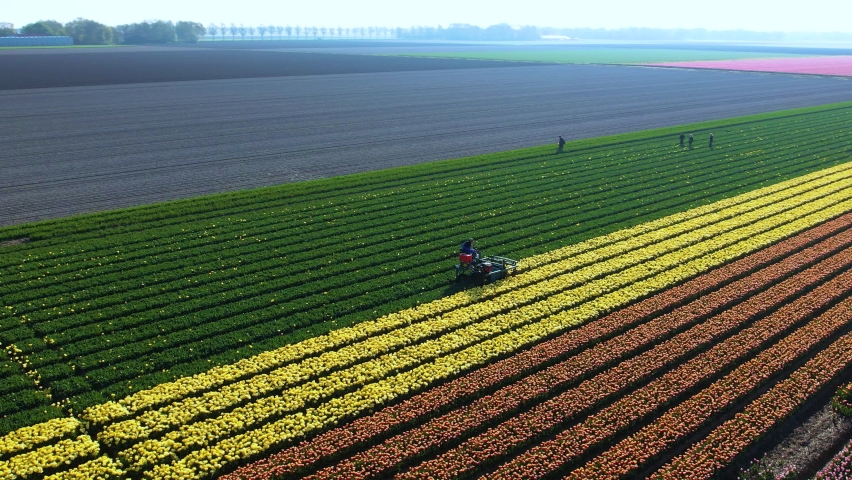 Tulip fields in Netherlands, aerial view. Farmer cutting colorful pink, yellow, orange and red tulips in bloom, in Noordoostpolder, near Amsterdam. Dutch tulips season. Dead heading tulips for bulbs.