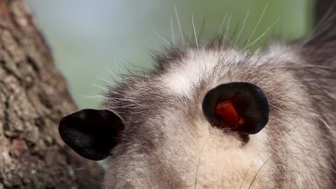 Detail of American Virginia Opossum head and ears, close up shot.