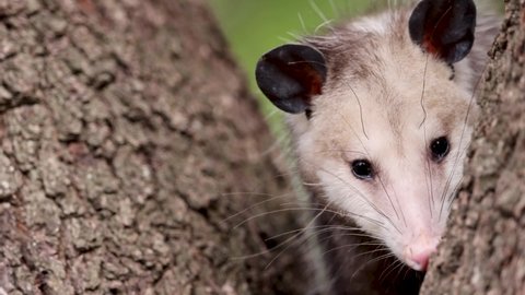 Portrait of baby Virginia Opossum hiding and sniffing in a tree. American joey 'possum, close up shot.