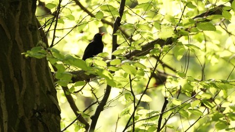 The blackbird (Turdus merula) is one of the main singers of the spring European forest. Near Krakow (Poland).