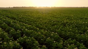 Rows of a blossom potato plant on sunset. Agriculture Food Harvest concept. - Powered by Shutterstock - Get 15% off with code: PIKWIZARD15