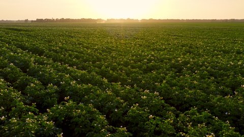 Rows of a blossom potato plant on sunset. Agriculture Food Harvest concept.
