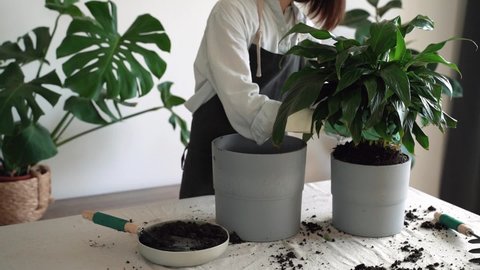 Faceless. Close up of young female gardener's hands potting Spathiphyllum plant and Repotting pot for house plant . Plants care. Growing flowers in modern room. Home gardening concept. Slow motion