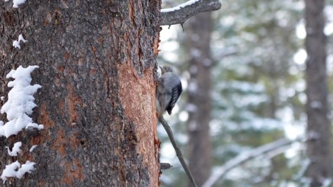American three toed woodpecker Picoides dorsalis forage on conifers tree. The adult male has a yellow cap. Banff National Park. Canada.