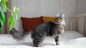 Little cat playing on a white sofa on cozy home background. Gray tabby cat with green eyes plays with a toy indoors. Hand playing with curious kitten. Funny video. Pet friendship concept.
