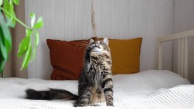 Little cat playing on a white sofa on cozy home background. Gray tabby cat with green eyes plays with a toy indoors. Hand playing with curious kitten. Funny video. Pet friendship concept. - Powered by Shutterstock - Get 15% off with code: PIKWIZARD15