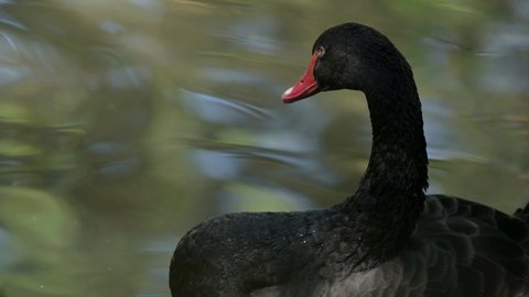 Portrait of black swan. One Cygnus atratus swimming in water. Real time of water bird.