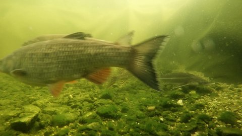 Shoal of fish.  European Chub, Northern Pike, Roach and Sturgeon. Underwater footage with scene from garden pond on fishing and farming theme.