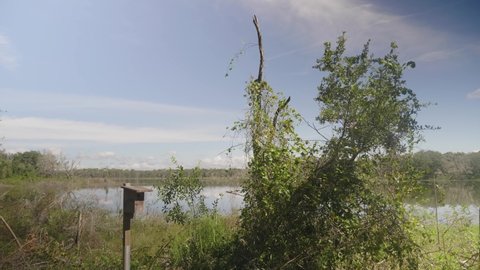 Lake View with a Birdhouse and a Tree Overgrown with Vines