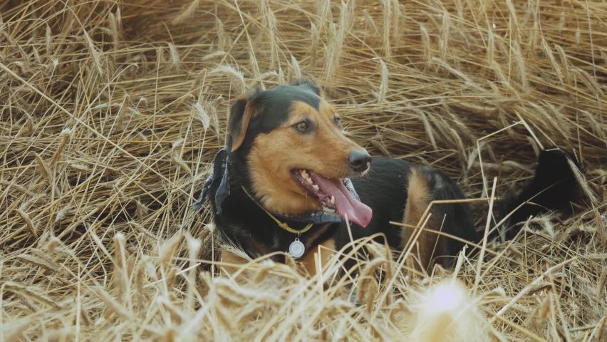 the dog lies in a field of spikelets muzzle breathing with sticking out tongue at golden wheat field on sunset. Domestic animal sitting in tall spikelets at meadow on summer. Close up
