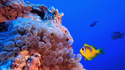Sea Life Clownfish. Underwater clownfish (Amphiprion bicinctus) and sea anemones. Red Sea anemones. Tropical colourful underwater clown fish. Coral garden seascape.