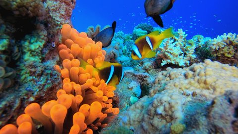 Red Sea Anemone and Clownfish. Underwater tropical clownfish (Amphiprion bicinctus) and sea anemones. Underwater fish reef marine. Tropical colourful underwater seascape. Reef coral scene.