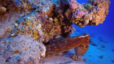 Octopus Hunting. Underwater tropical big red octopus (Octopus cyanea). Underwater lion-fish (Pterois miles). Underwater fish reef marine. Tropical colourful underwater seascape.