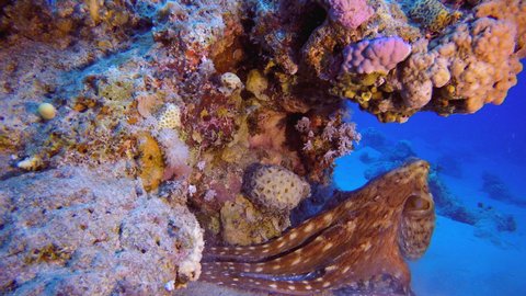Octopus Hunting. Underwater tropical big red octopus (Octopus cyanea). Underwater lion-fish (Pterois miles). Underwater fish reef marine. Tropical colourful underwater seascape.