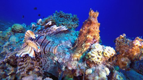 Octopus and Lion-fish. Underwater tropical big red octopus (Octopus cyanea). Underwater lion-fish (Pterois miles). Underwater fish reef marine. Tropical colourful underwater seascape.
