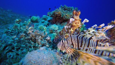 Red Sea Octopus and Lion-fish. Underwater tropical big red octopus (Octopus cyanea). Underwater lion-fish (Pterois miles). Underwater fish reef marine. Tropical colourful underwater seascape.