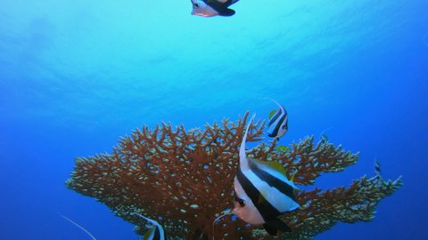 Reef Underwater Coral Garden. Underwater banner-fish (Heniochus intermedius). Underwater fish reef marine. Tropical colourful underwater seascape. Tropical blue water colourful fishes.