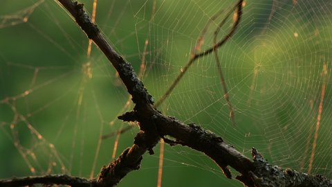 Spider web cobweb in bog on tree in morning at sunrise. Garden spider weaving a web. Spider building a web in forest. Web is in the morning sun. Nature green background closeup