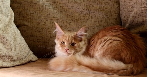 4k. Funny Curious Young Red Ginger Maine Coon Kitten Cat Playing With Toy At Home Sofa. Coon Cat, Maine Cat, Maine Shag. Amazing Pets Pet.
