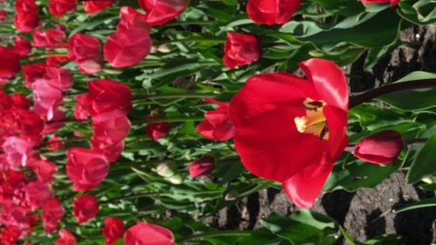 One red tulip blooms in a flower bed, against the background of other tulips. Vertical video. High quality 4k footage