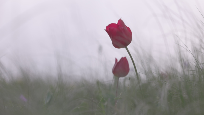 Beautiful blooming wild steppe. Spring flowers tulips in the steppe. Red tulip, tulipa gesneriana (T. Schrenkii Regel). Blooming meadow in spring. 120 fps, ProRes 422, 10 bit, ungraded C-LOG video. Royalty-Free Stock Footage #1089890469