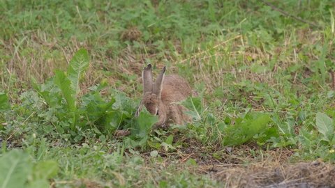 Wild European Rabbit Oryctolagus cuniculus