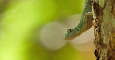 Green Anolis lizard watches the insects flying around as it is facing downwards from the tree