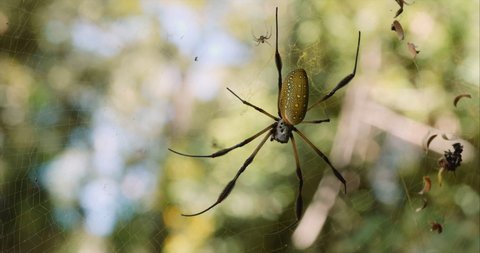 Golden Silk Spider in its web close up