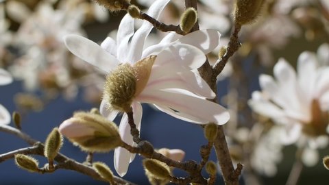 White blooming Magnolia tree. Close up of magnolia blossoms in the spring season.