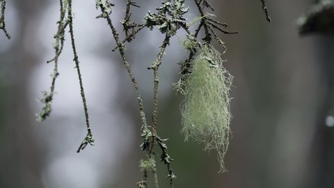 Pale green Witches Hair lichen hangs from the branches of a dead spruce tree. 