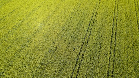 Orbit aerial flight over a beautiful rape seed and yellow canola field