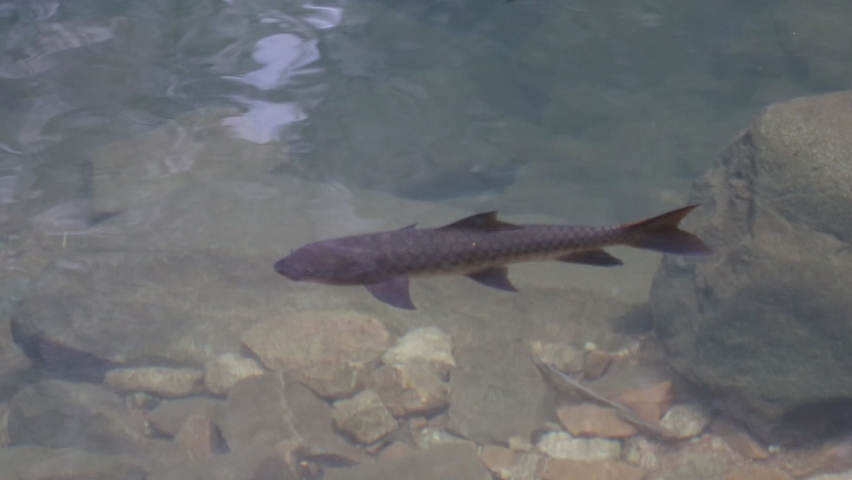 Footage of Soro Brook Carp Or Science Name Neolissochilus Stracheyi swimming in waterfall.  Soro Brook Carp from Namtok Phlio National Park ,Thailand. Water is clear and reflection of light.
