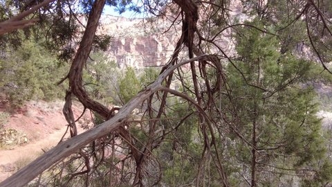 Camera Moves Around Tree to Reveal Hiker  on Sandy Trail in Zion National Park
