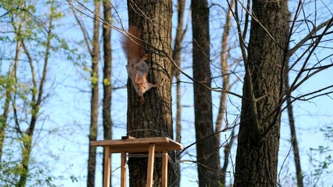 A red fluffy squirrel climbs a tree next to a wooden squirrel house