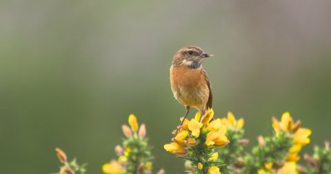 Stonechat small bird with insect flying over yellow gorse bush slow motion