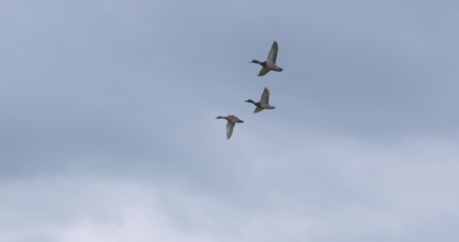 Three duck birds flying overhead together in formation slow motion