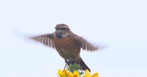 Stonechat bird loop beating wings dancing on yellow flower white background