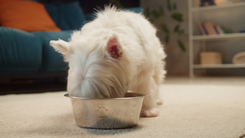 Small dog eating close-up. West highland white terrier having meal in living room, lovely Westie puppy. Food delivey for happy domestic animals, little best friends. Pet shop. 