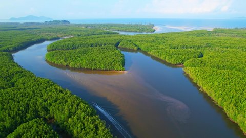 Top view of the boat cruising along the river with mangroves surrounding. Beautiful mangrove forest in Trang Province, Thailand. Aerial view from a drone. 4k Footage
