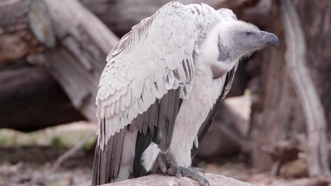This is a video of a white backed Vulture sitting on a log