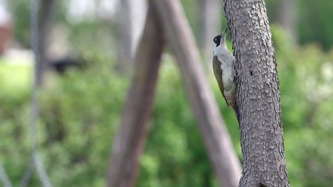 European green woodpecker (Picus viridis) in city Park