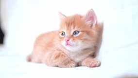 sleeping sweetly Beautiful bright red kitten on a white background. Young cute little red kitty. Long haired ginger kitten play at home. Cute funny home pets. space for text - Powered by Shutterstock - Get 15% off with code: PIKWIZARD15