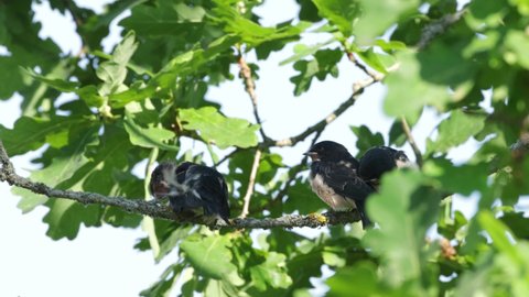 Three Barn swallow chicks perched in the middle of Oak leaves