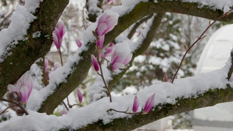 climate change snowfall in spring, close up of a purple blooming liliiflora magnolia tree in a garden covered with fresh white snow, close up of a purple flower with snow on top, moving in the wind