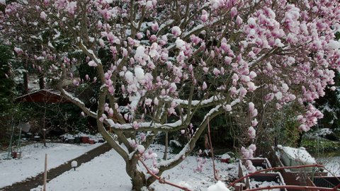 climate change snowfall in spring, wide shot of a purple blooming liliiflora magnolia tree in a garden covered with fresh white snow camera panning upwards, many purple flowers covered with snow