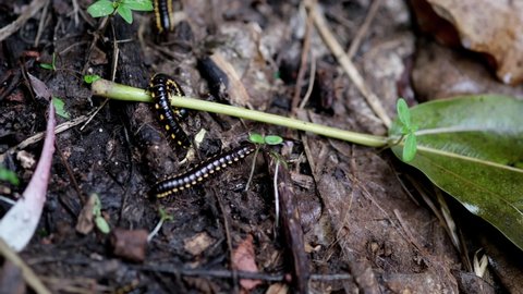 Keluwing or Ulat Gagak or black caterpillar or Spirostreptus walking on the ground.