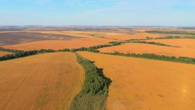Sunny fields of ripe soybeans, ready for harvest on a summer day. Footage from a bird's eye view. Location place agrarian region Ukraine, Europe. Cinematic shot. Filmed in UHD 4k video. Beauty earth.